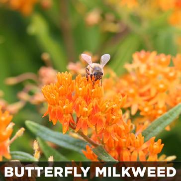 Seven steps to a Butterflyway 1 Grow native wildflowers Bringing nature home starts with plants.