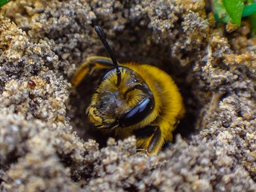 Avoid using mulch or other ground cover in a few areas, leaving bare patches of soil for burrowing bees.