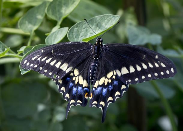 BLACK SWALLOWTAIL Found east of Manitoba, starting in May