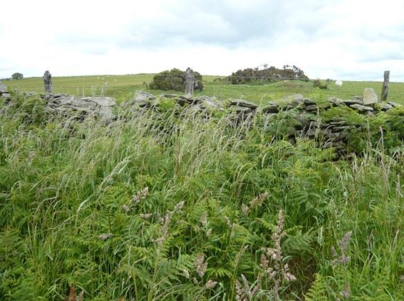 Figure 26 Site Access 3 i There is a low remnant drystone wall set back from the