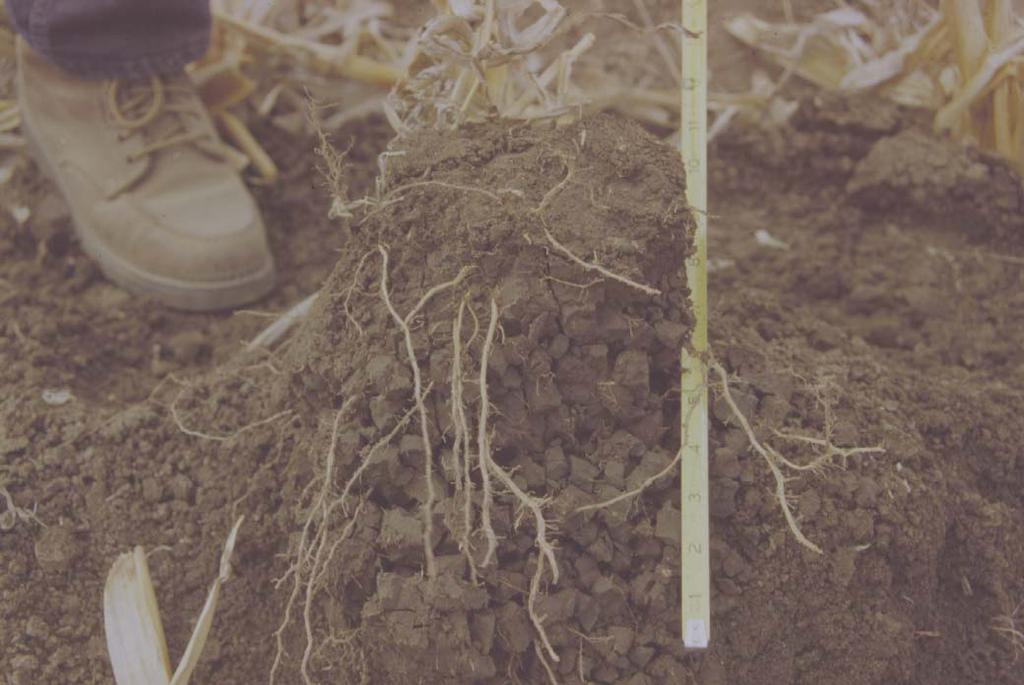 Physical Soil Properties Aggregate stability Structureless Depth of soil, topsoil, & rooting Infiltration & bulk