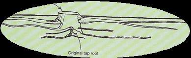 One study: Tap roots