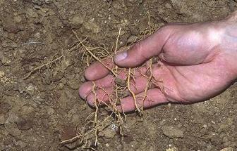 roots Relatively short lived; some develop into lateral roots