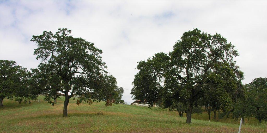 deep Engelmann oak (Q.