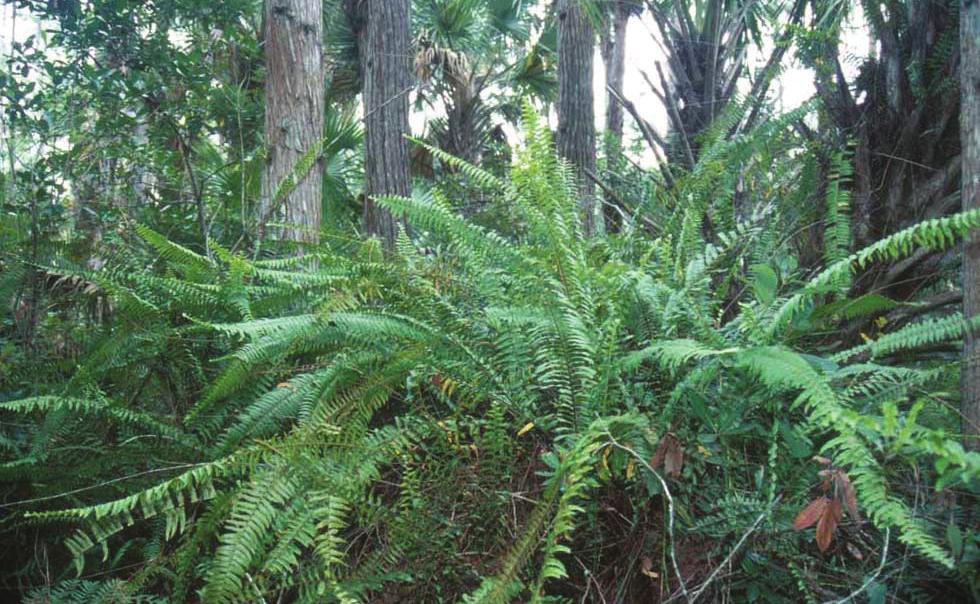 SSAGR22 Natural Area Weeds: Distinguishing Native and NonNative Boston Ferns and Sword Ferns (Nephrolepis spp.)1 Kenneth A. Langeland and Stephen F.