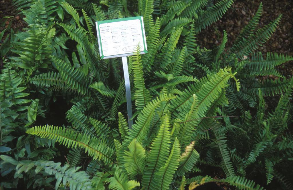 Non-Native Species Tuberous sword fern (Nephrolepis cordifolia) (Figure 3), not native to Florida, was found growing on a roadside in Sumter County, Florida in 1933 (Ward 2000) and in cultivation in