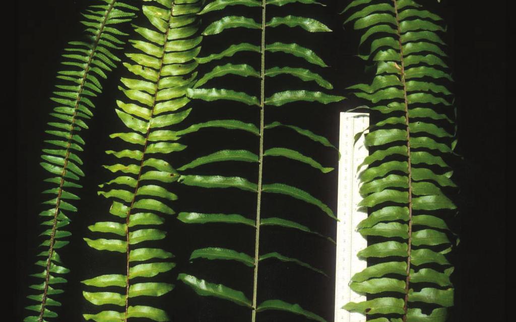 From left to right, (a) tuberous sword fern; (b) native sword fern; (c) giant sword fern; and (d) Asian sword fern, contrasting size and distance apart of central pinnae. Figure 11.