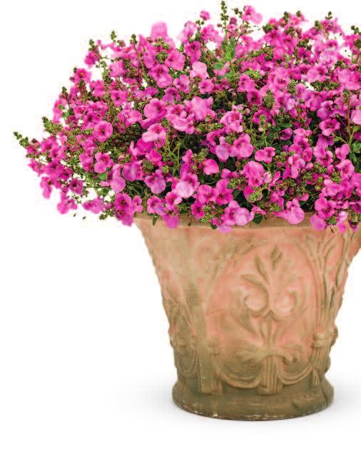 exceptional performance. With layers of flowers, Flirtation fills baskets and containers.