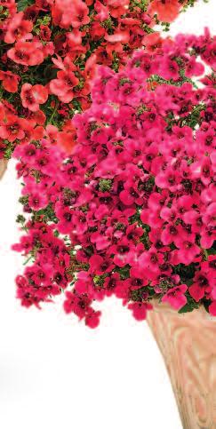 Darker, smaller foliage varieties like Flying Colors Trailing Antique Rose and Flying Colors Red have
