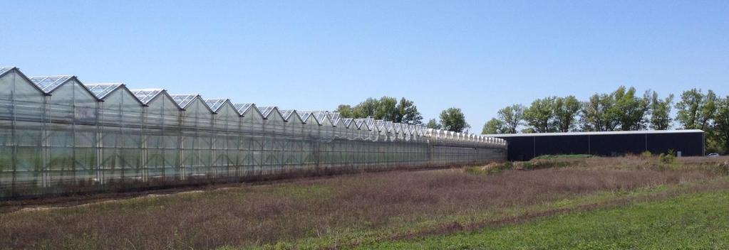 Greenhouse 3.75 acres covered in glass and plastic (163K Sq. Ft.