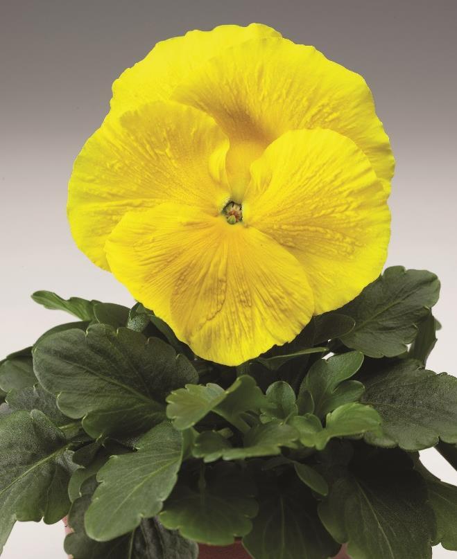 Variety Selection DO: Pick the right varieties for your fall programs Producing Pansy crops in the late summer and fall can be challenging!
