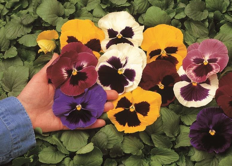 Variety Selection DO: Pick the right varieties for your fall programs Extra Large Flower Pansy Series: Colossus Pansy Proven to have less flower abortion under high stress environments Well branched