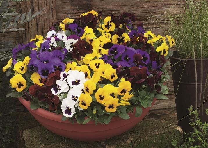 Variety Selection DO: Pick the right varieties for your fall programs Large Flower Pansy Series: Delta Premium Pansy Bred for fast pot fill for quick turns in the greenhouse Incredibly compact,