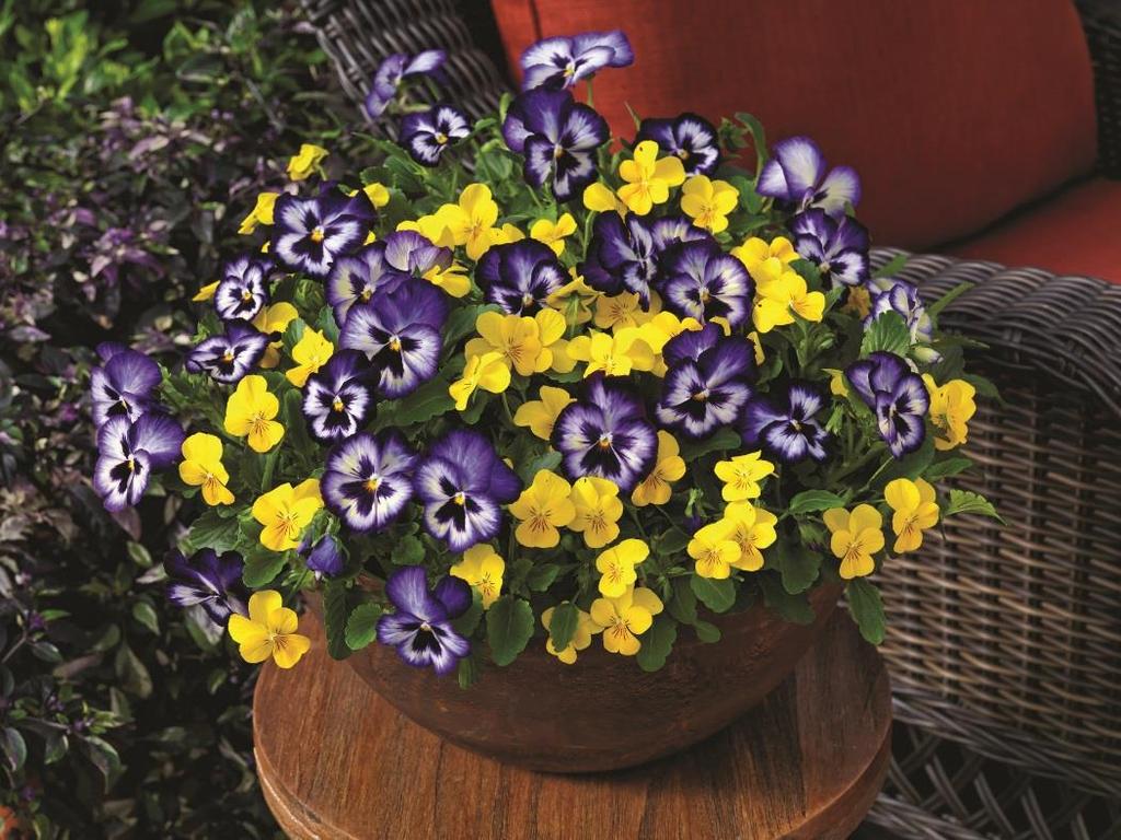 Trailing types of Pansy and Violas provide an upscale look at