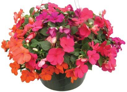 Wagners Spring Annuals Fundraiser offers a nice selection of varieties and sizes from fl ats of