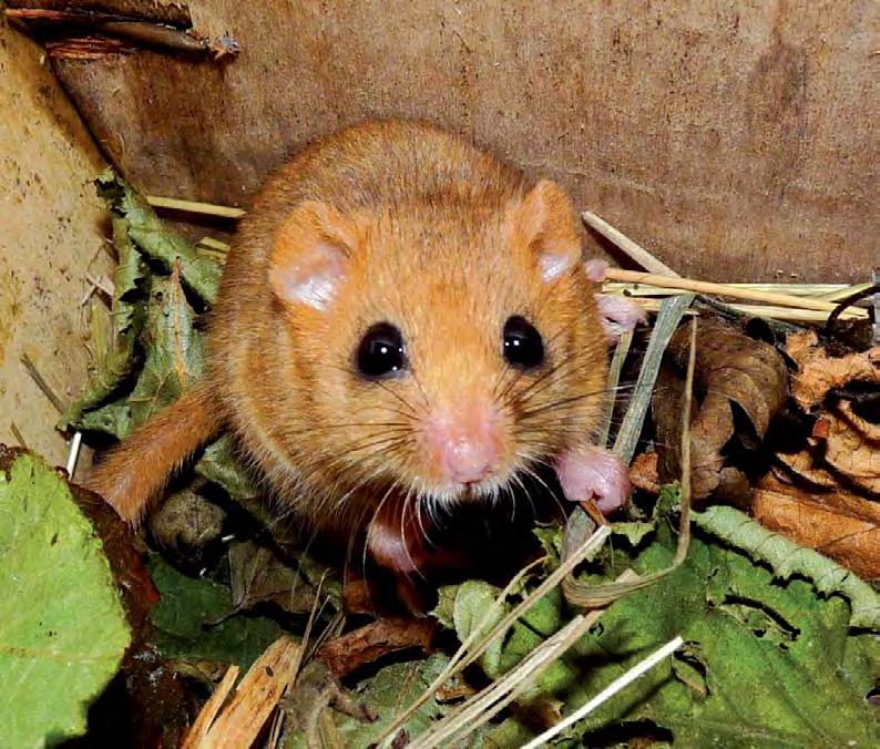Site Clearance & Ecology (cont.) Before the woodland translocation can begin we also have to ensure we take steps to remove all the dormice from the scheme corridor.