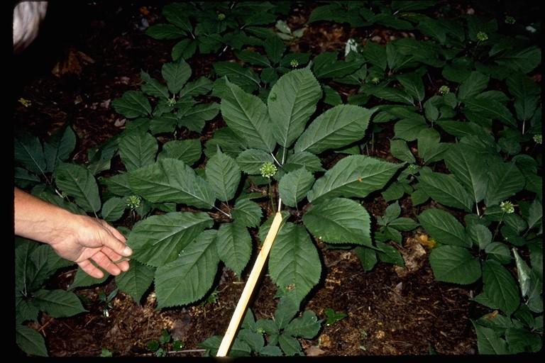 Suppliers of Seeds, Roots, Shade Cloth and Equipment Not too many years ago ginseng cultivation in North America was limited to a single county in central Wisconsin and a few scattered, small patches