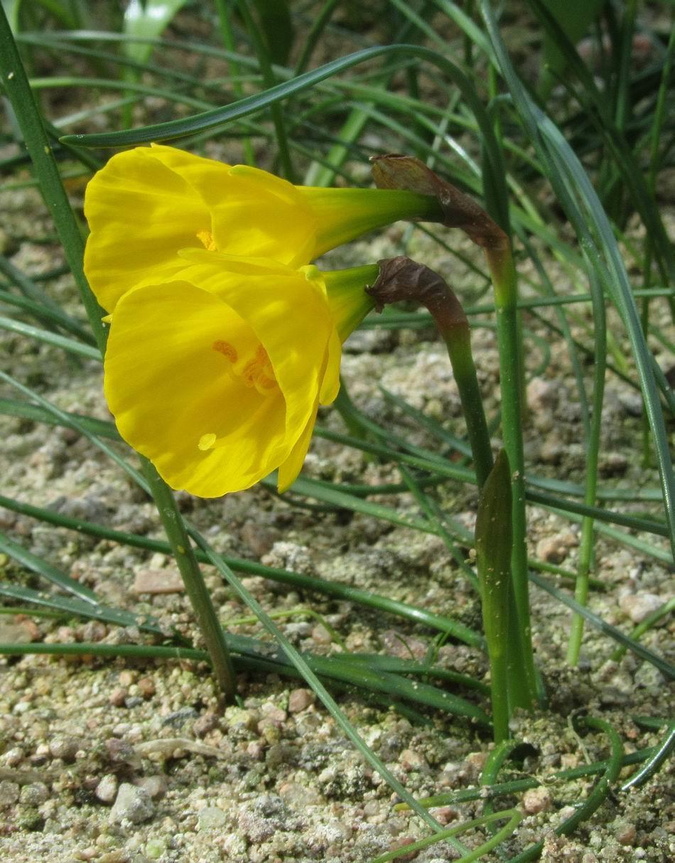 Nracissus bulbocodium This is a particularly nice short form of Narcissus bulbocodium; its leaves lie flat on the ground and most of the bulbs have