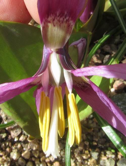 From correspondence with friends who have seen these plants in the wild I thought that this form had been named as Erythronium