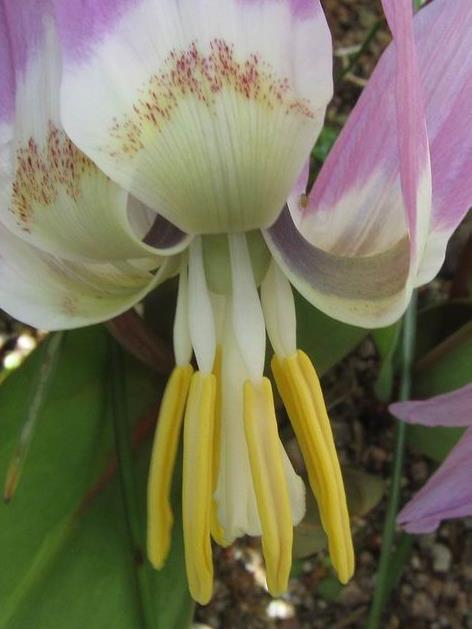 There are a number of papers describing new species and subspecies from the Erythronium sibiricum complex these include E.