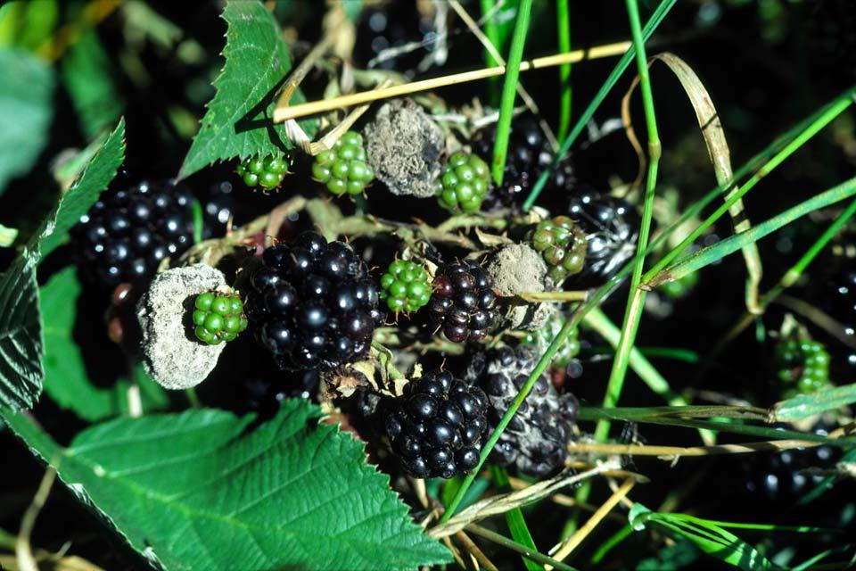 Figure Five: Black berries at the field