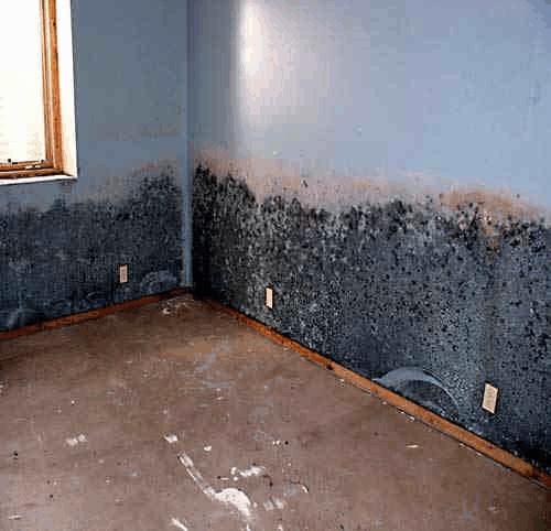 GUIDELINES FOR MOLD REMEDIATION (REMOVAL) Indoor mold growth, water damage, or musty odors should be addressed quickly.