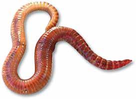 WHAT IS VERMICOMPOSTING? Vermicomposting (or worm composting) is a process where Red Wriggler worms turn food waste into a nutrient-rich natural fertilizer worm manure!