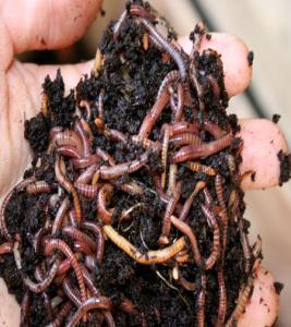 Mature Red Wigglers Composting Worms Like: