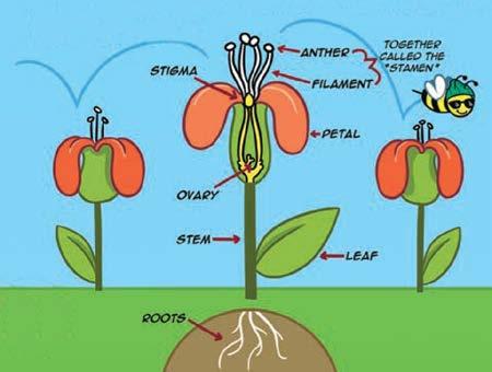 POLLINATION QUESTIONS & ANSWERS Q: SO WHAT IS POLLINATION? A: POLLINATION IS HOW PLANTS MAKE MORE PLANTS.