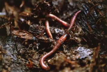 Earthworms & Other Critters Mix and aggregate the soil Increase infiltration Improve