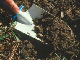 Soil Testing Soil ph, and Nutritional analysis performed at UF Soils Lab Soil Test