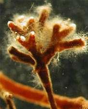 organisms Form mycorrhizal associations with plant