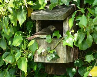 fronted nest box