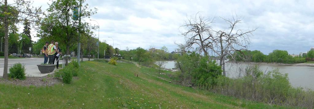 Shrubs: Manitoba Maple Brandon Elm Basswood Golden Willow Cottonwood Pygmy Caragana Riverbank Replanting (Lyndale Drive) Many trees in the project area are in