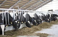 Heat stress and milk production The effects of heat stress on the physiology, reproductivity and productivity of dairy cattle are well documented.