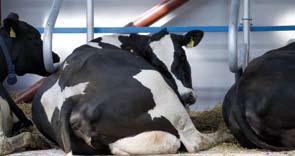For a lactating dairy cow, a reduced feed intake will result in reduced milk production.
