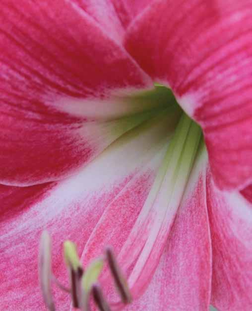 Further research on amaryllis pre-plant bulb soaks with other popular cultivars would be beneficial and is ongoing. g Authors notes: We thank Van Bourgondien Flower (Virginia Beach, Va.