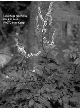 Photo of Black Cohosh from Tryon Life