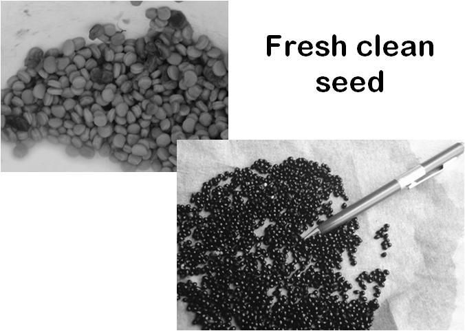 the seed and fruit