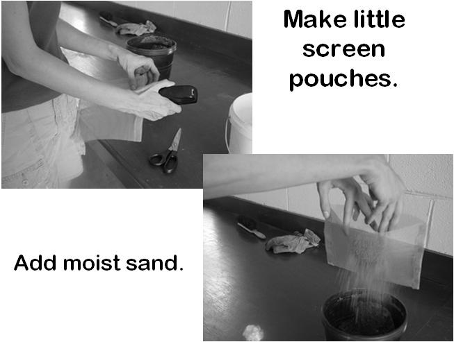 Mix seed with moist sand