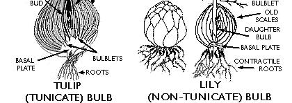 Bulbs A bulb is a specialised underground structure consisting of a short, fleshy stem axis, bearing an apical flower primordium enclosed by thick, fleshy scales Examples: tulip, daffodil, onion,