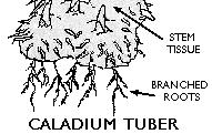 Tubers A tuber is a swollen modified stem with nodes and internodes, which functions as an underground storage organ Example: Potato, Caladium 1.
