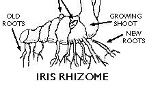 Rhizomes A rhizome is a fleshy, horizontally growing stem at or just below the ground surface Examples: bamboo, sugar cane, banana, iris 1.