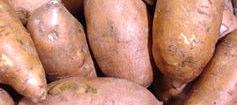 Example: Sweet potato, cassava http://www.hort.cornell.
