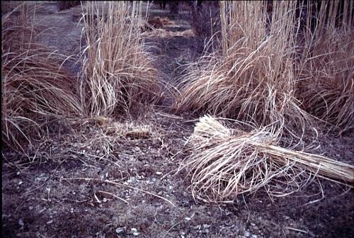 Seeding cool-season grasses in the spring can be successful but is more difficult to pull off than fall seedings. If you have a choice, always opt for seeding cool-season grasses in the fall.