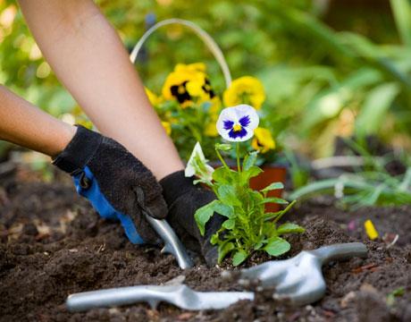 What is gardening Gardening is a branch of horticulture and stands for the art of growing and cultivating plants.