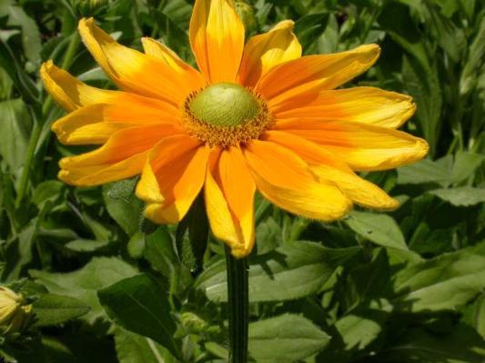 It produces a long summer-to-fall bloom of large, daisy-like flowers (to 5 diameter) featuring orange rays tipped with lemon yellow and greenish center disks.