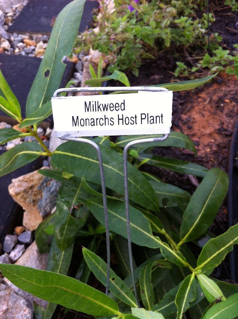 Key 8 Focal Point Host plants Milkweed, bronze