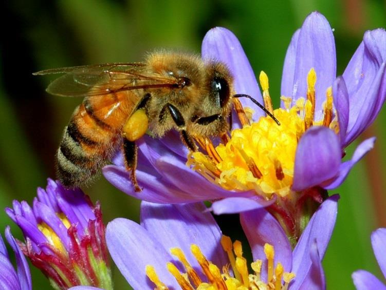 Pollinator friendly