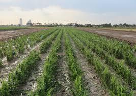 Agriculture Land Affected by Tillage Soil Management D b Silt Loam, South Dakota
